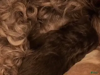 Labradoodle dogs Labradoodle 1 - Ad 15