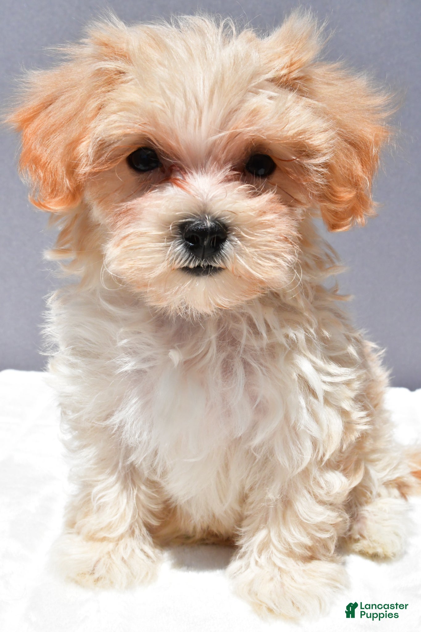 Maltipoo dogs Carl - Ad 1