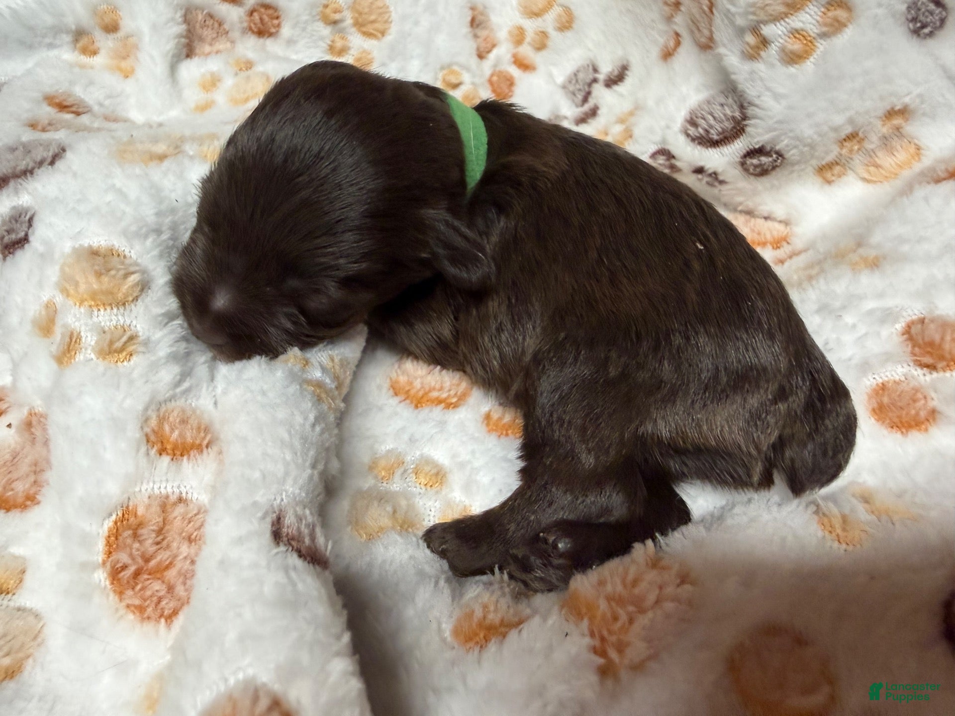Miniature Schnauzer dogs for sale: Miniature Schnauzer 3 - Ad 2