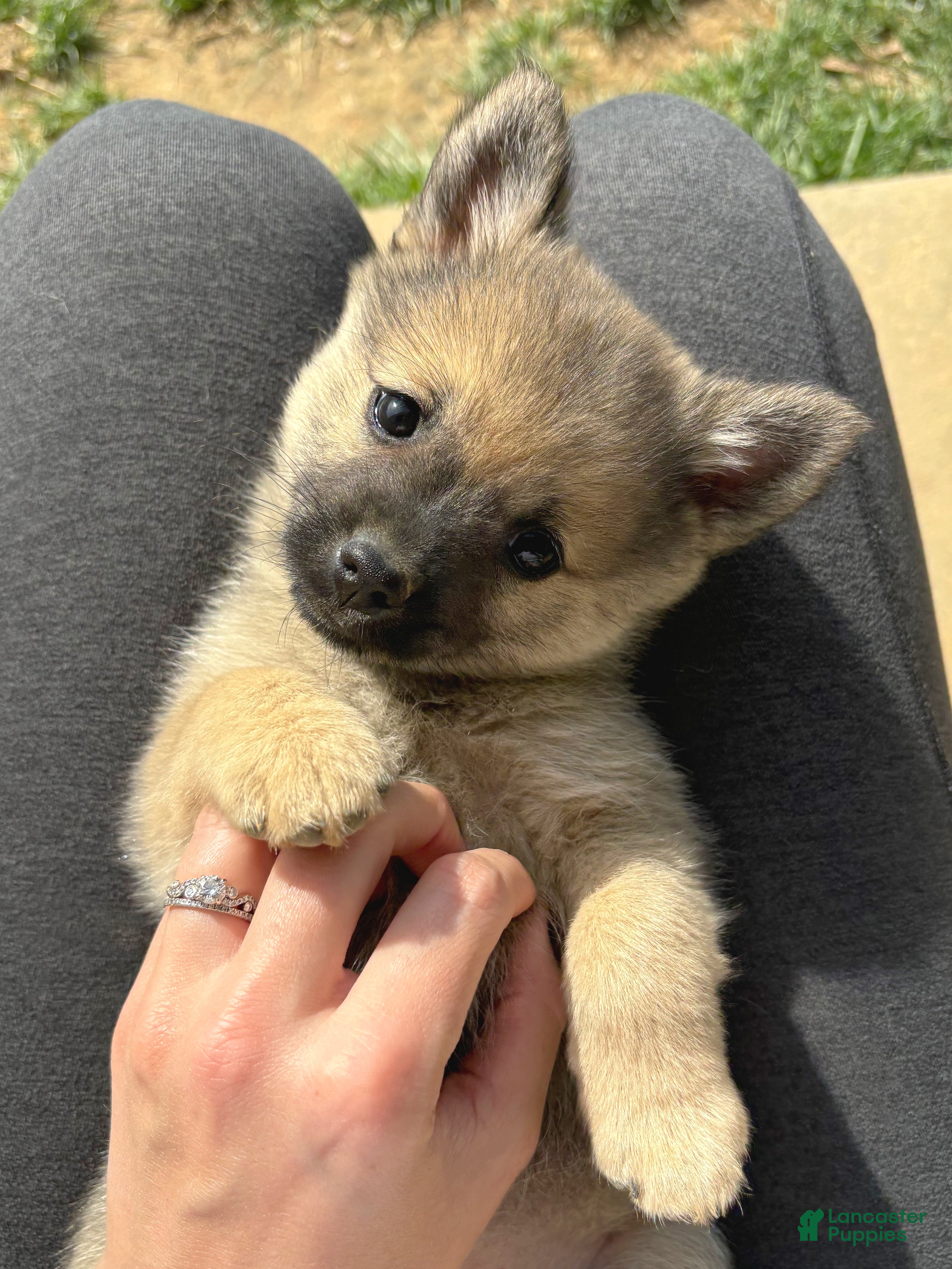 Mixed Breed dogs Princess Peach - Ad 2