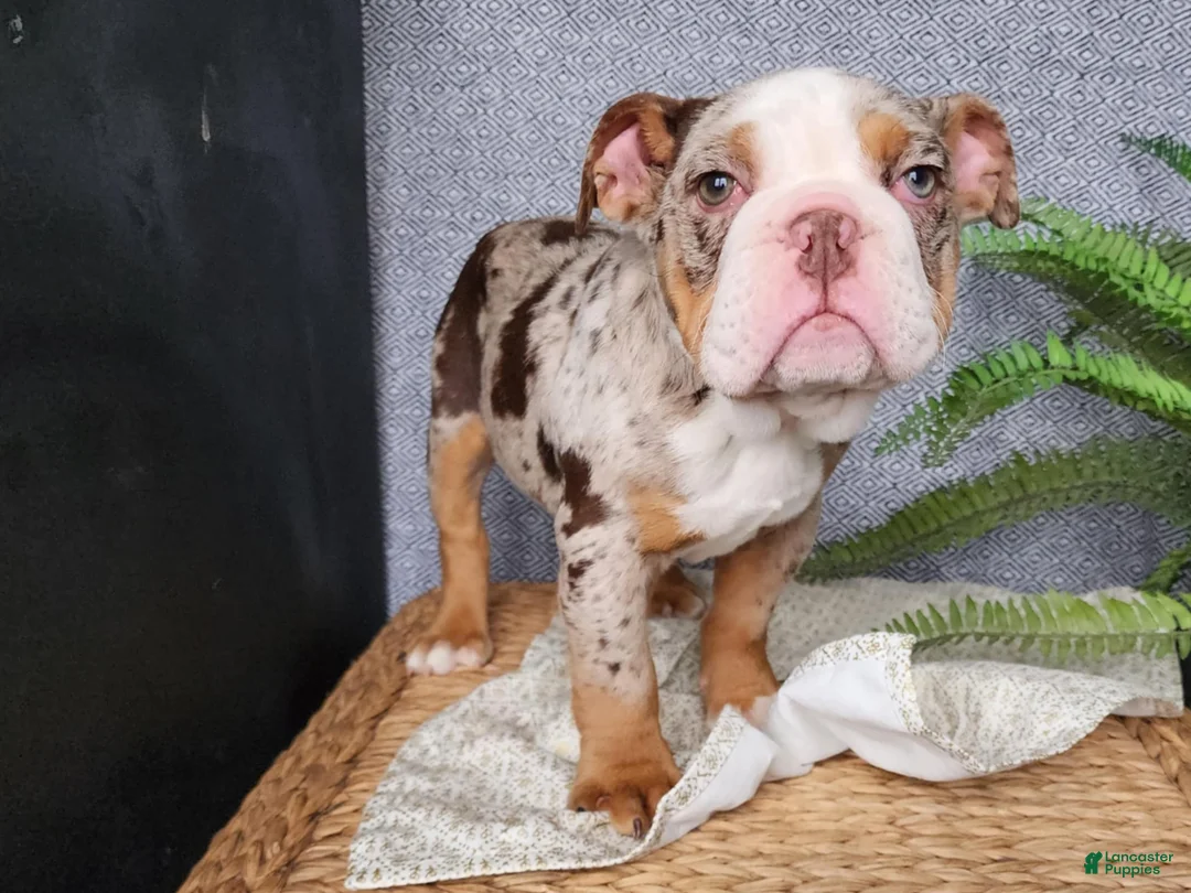 English Bulldog dogs for sale: Fletch - Ad 22