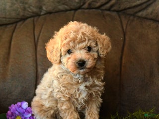 Miniature Poodle dogs - Ad 17