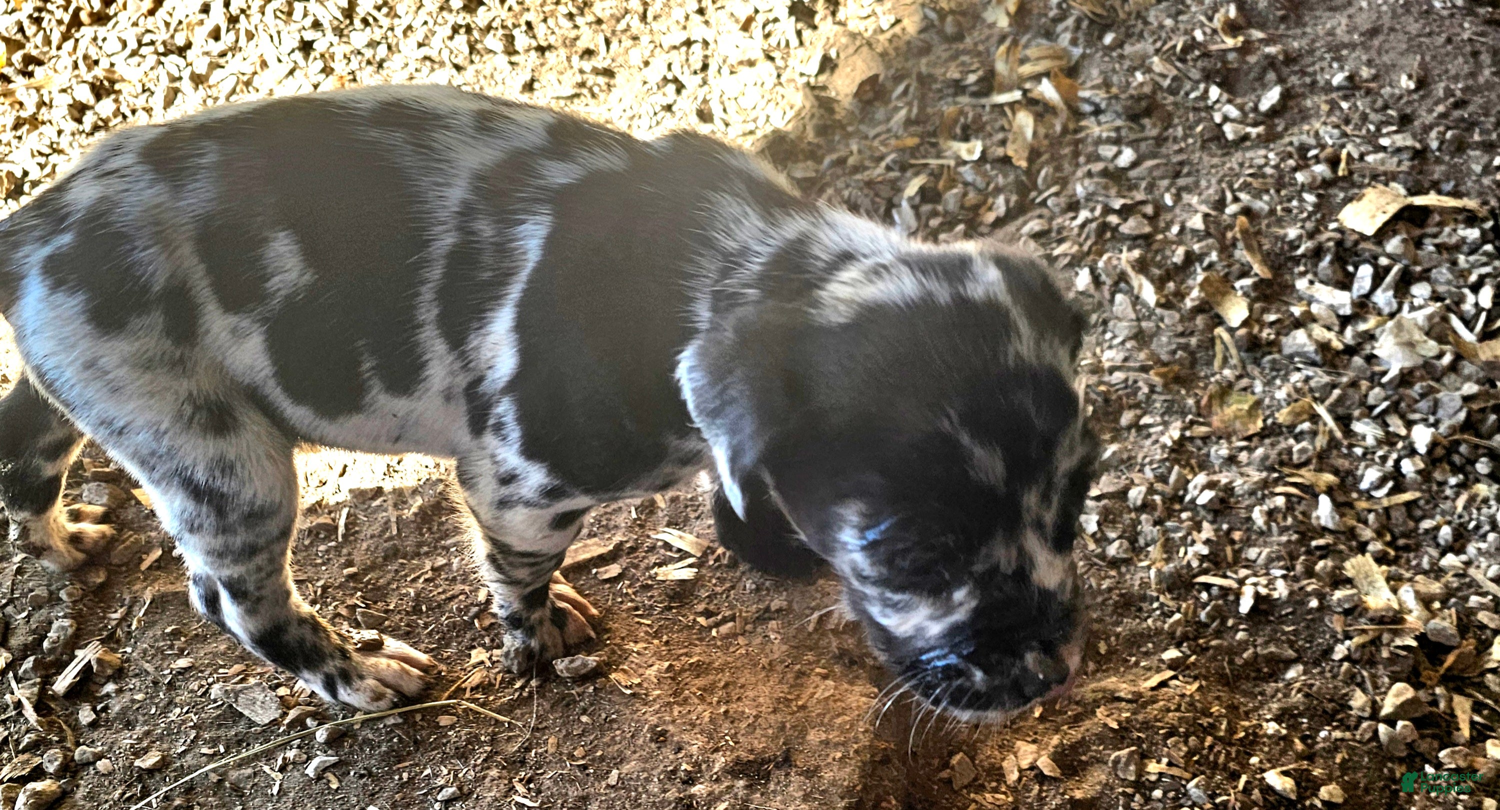 Mixed Breed dogs Zeus - Ad 36