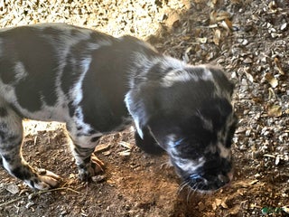 Mixed Breed dogs Zeus - Ad 33