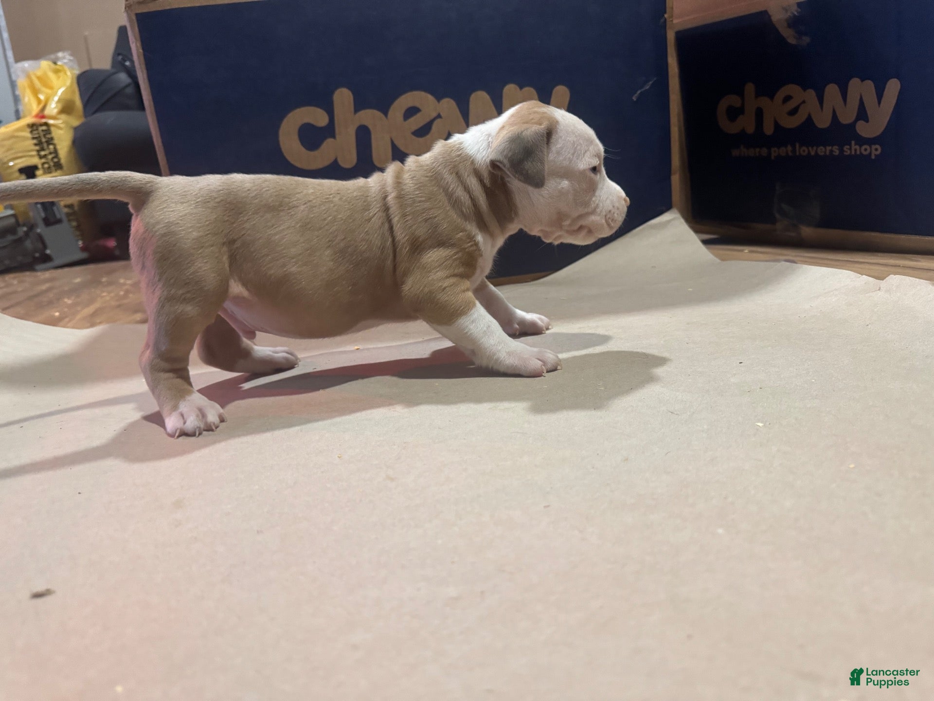 American Bully dogs American Bully 1 - Ad 1
