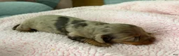 Miniature Dachshund dogs for sale: Champion bred lh female import dapple - Ad 2