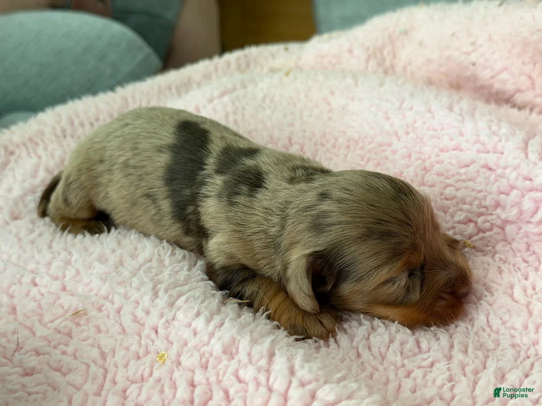 Miniature Dachshund dogs for sale: Champion bred lh female import dapple - Ad 2