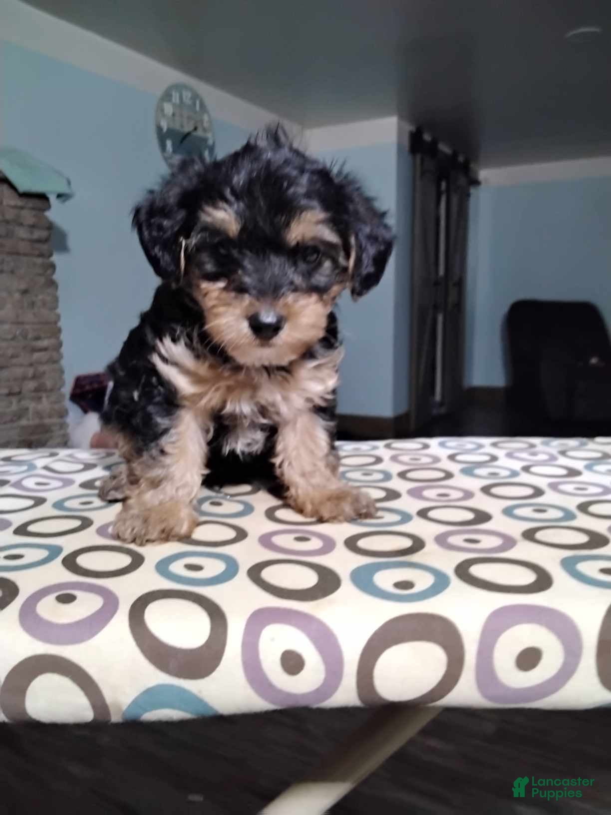 Yorkiepoo dogs Lester - Ad 2