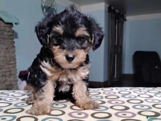 Yorkiepoo dogs Lester - Ad 33