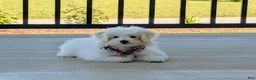 Maltese dogs for sale: Haden 7 lbs Full Grown - Ad 4