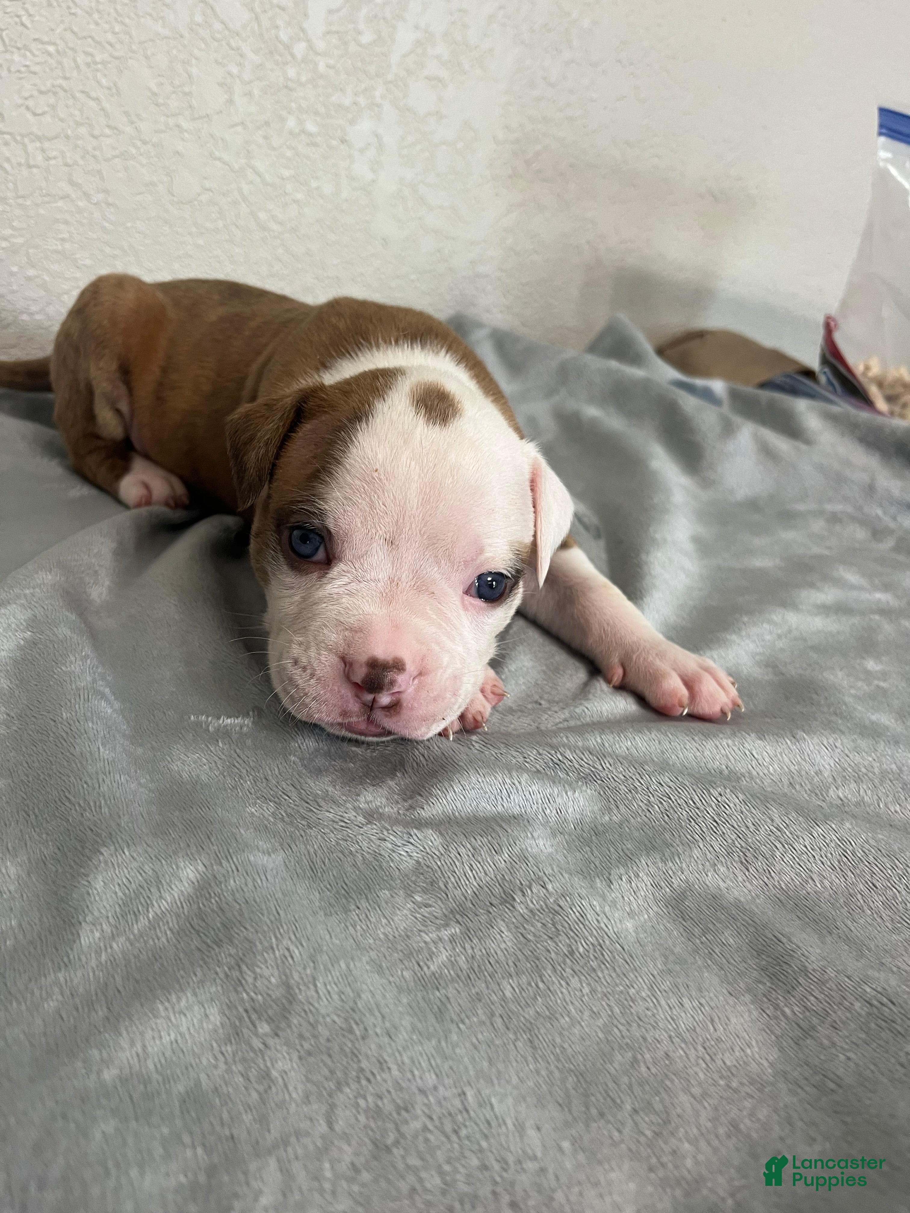 Life Span Purebred American Bulldog Price Brindle American Bulldog