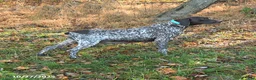 German Shorthaired Pointer dogs for sale: Midnight - Ad 6