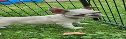 French Bulldog dogs for sale: Mello - Ad 16