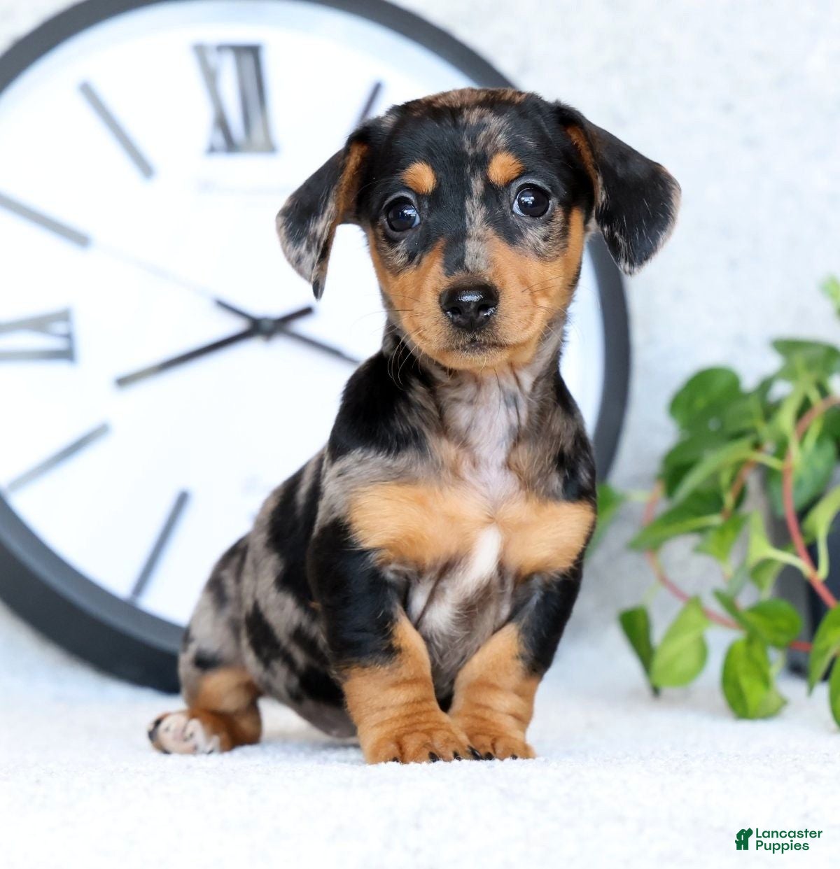 Miniature Dachshund dogs for sale: Lilla - Ad 4