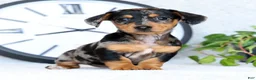 Miniature Dachshund dogs for sale: Lilla - Ad 1