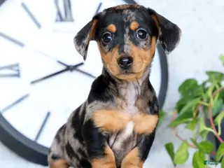 Miniature Dachshund dogs for sale: Lilla - Ad 4