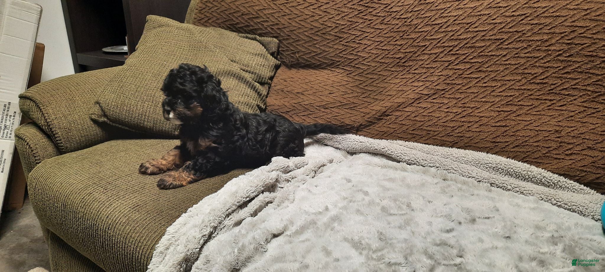 Cavapoo dogs Cavapoo 1 - Ad 2