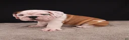 English Bulldog dogs for sale: Charlie  - Ad 16