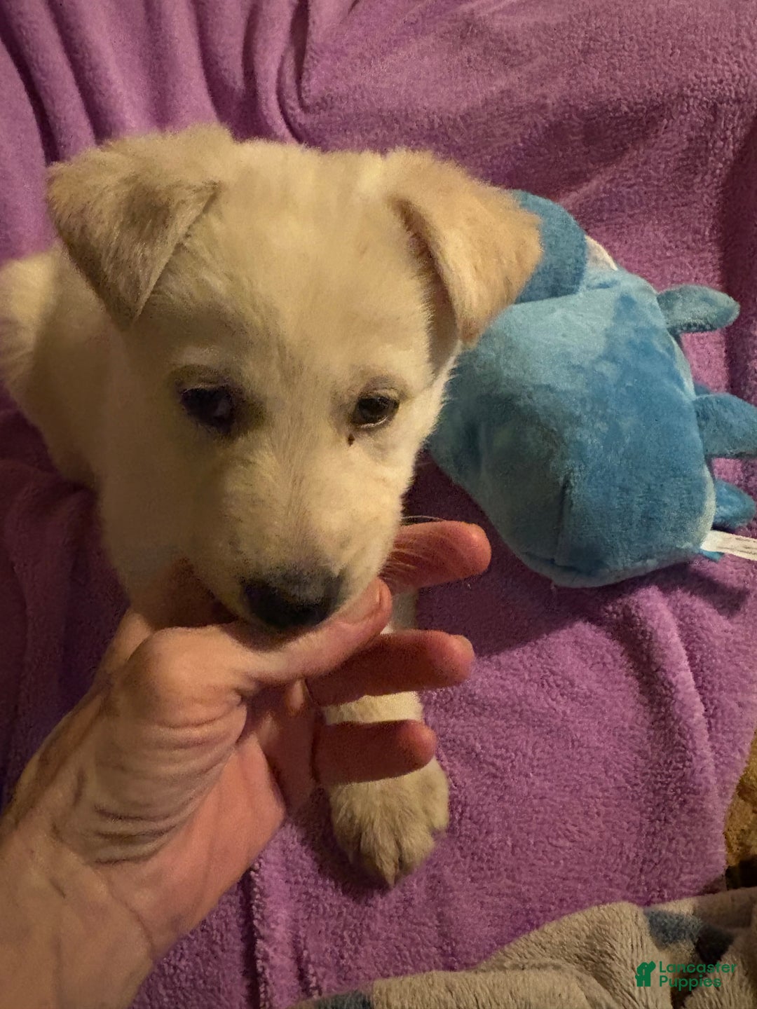 German Shepherd dogs for sale: Snowball - Ad 1