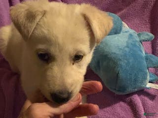 German Shepherd dogs Snowball - Ad 13