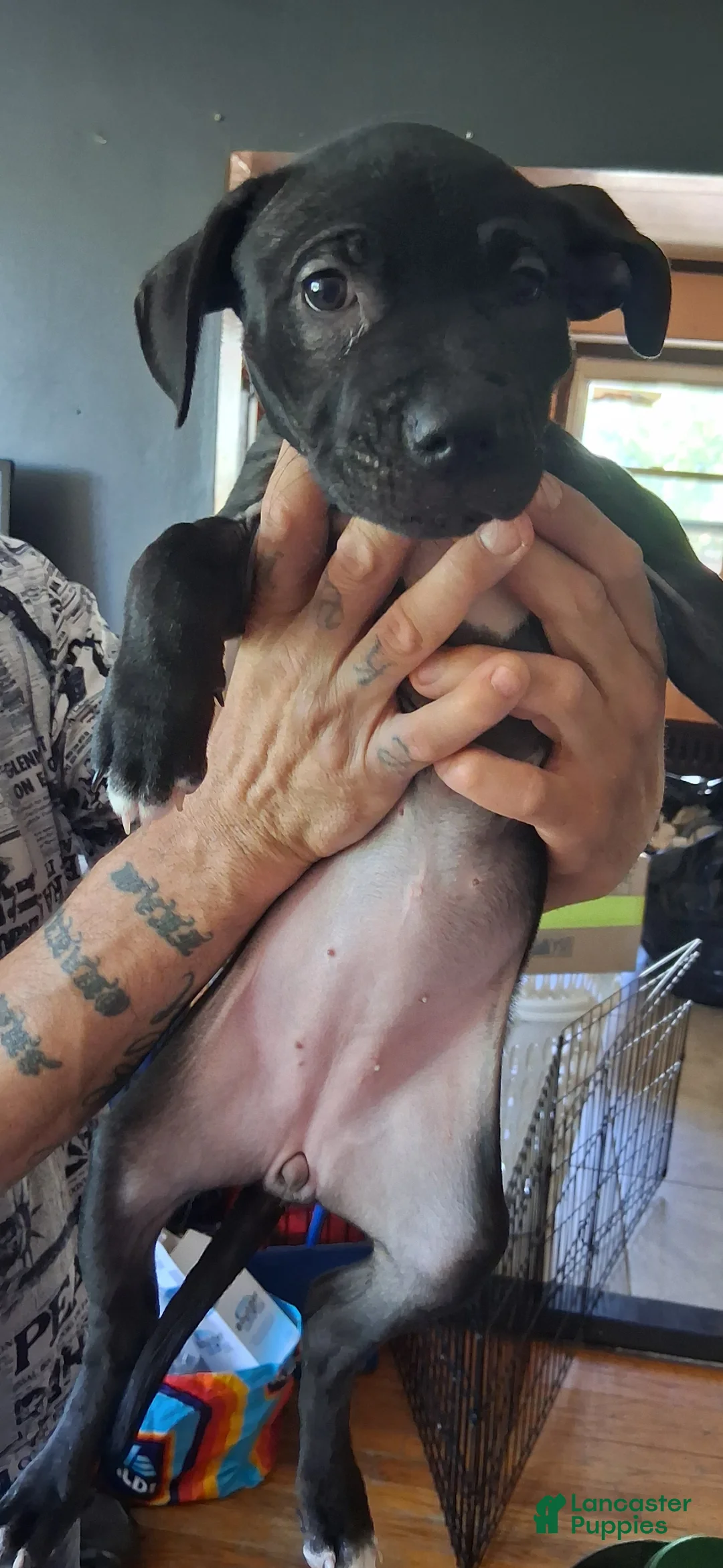 Mixed Breed dogs for sale: Mixed Breed Puppy 1 - Ad 2