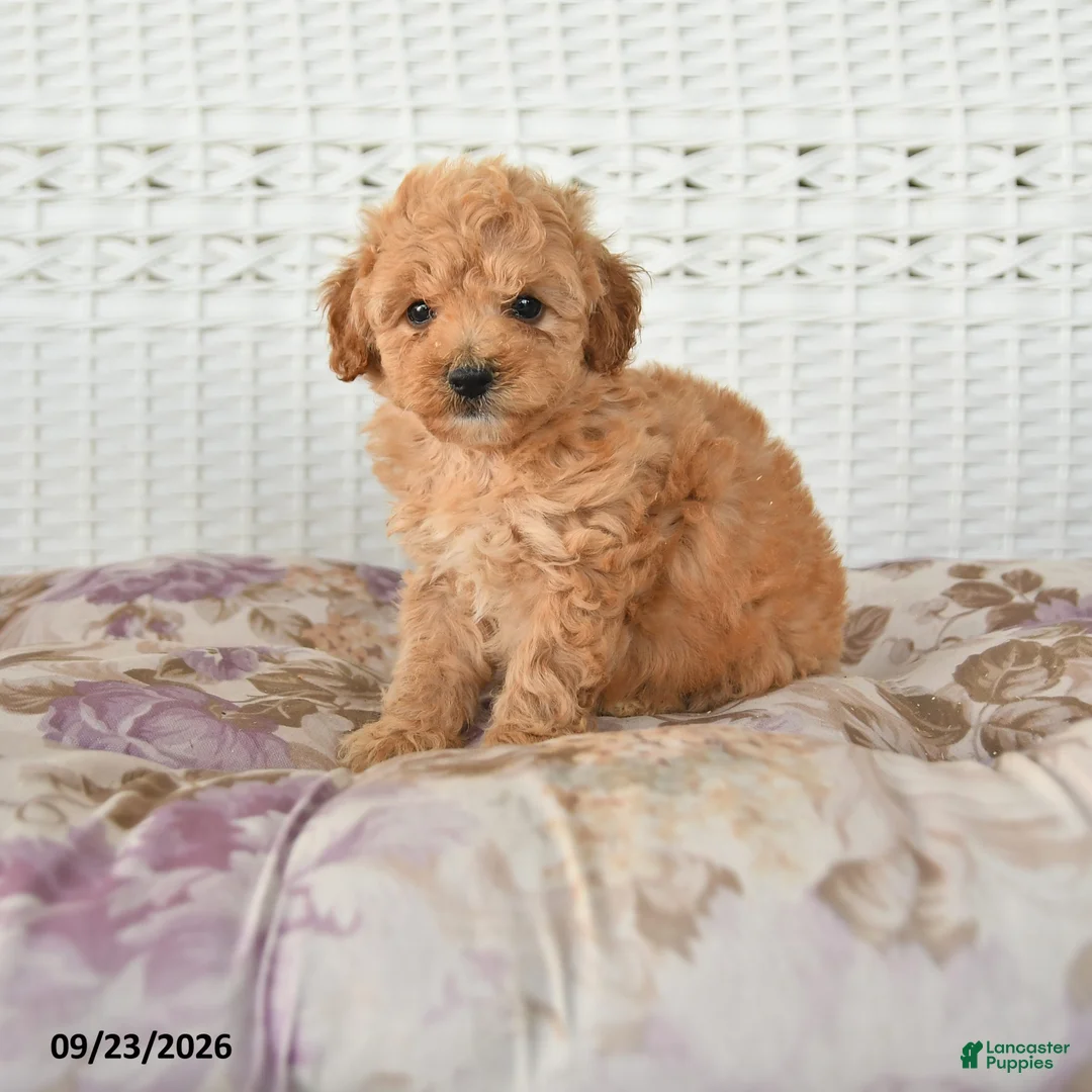 Miniature Poodle dogs for sale: Dolly - Ad 1