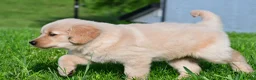 Golden Retriever dogs for sale: Leo - Ad 9