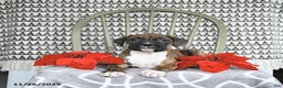 Boxer dogs for sale: Juniper - Ad 2