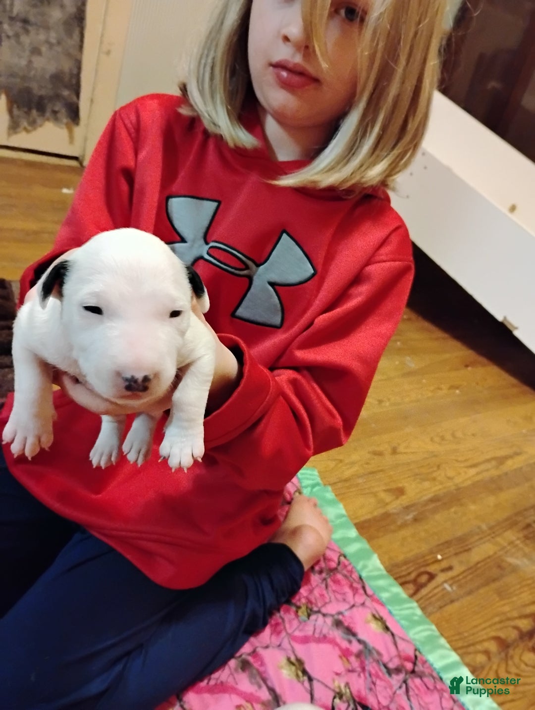 Bull Terrier dogs for sale: Bull Terrier Puppy 3(sissy) - Ad 1