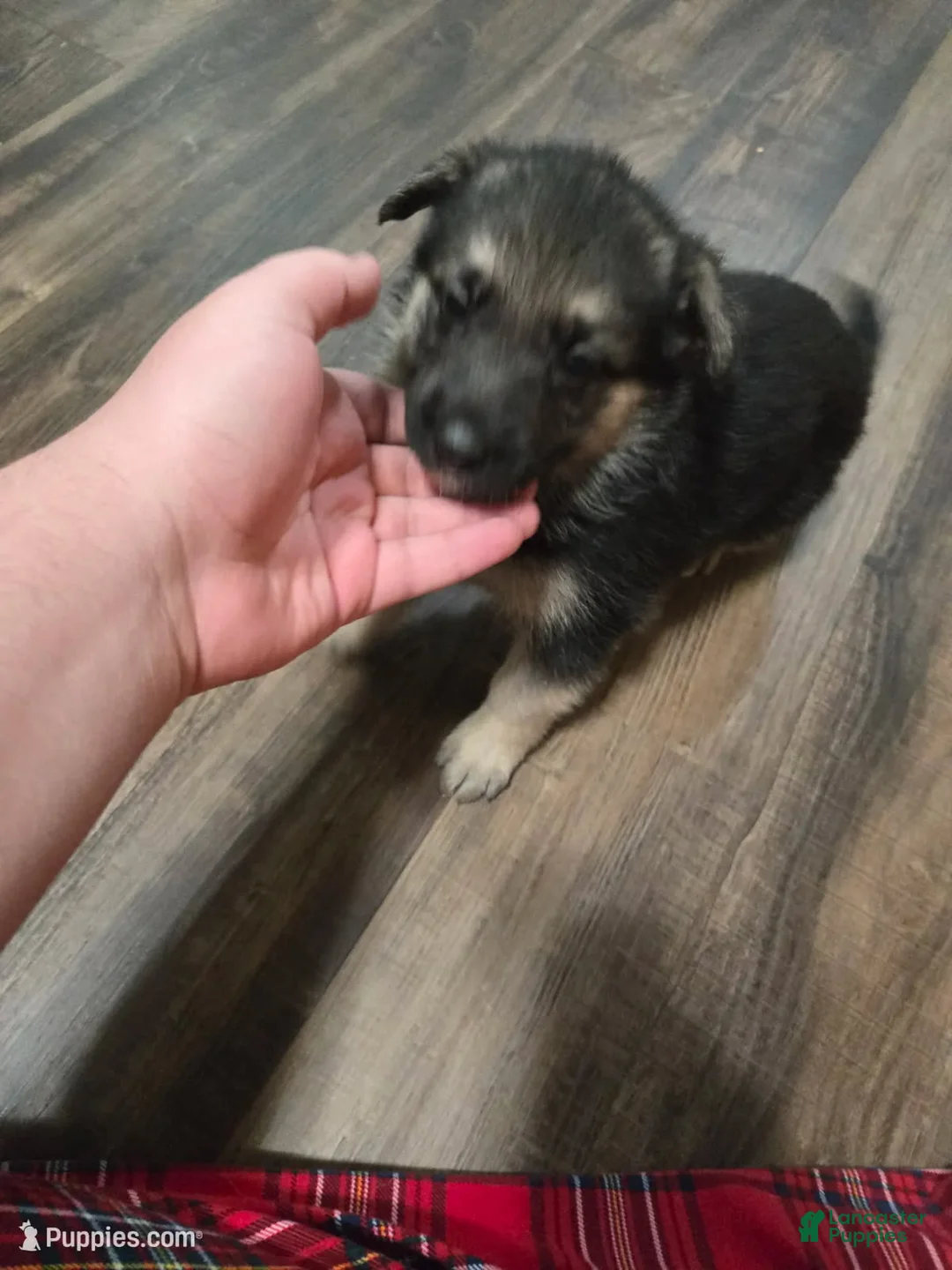 German Shepherd dogs for sale: Shadow - Ad 1