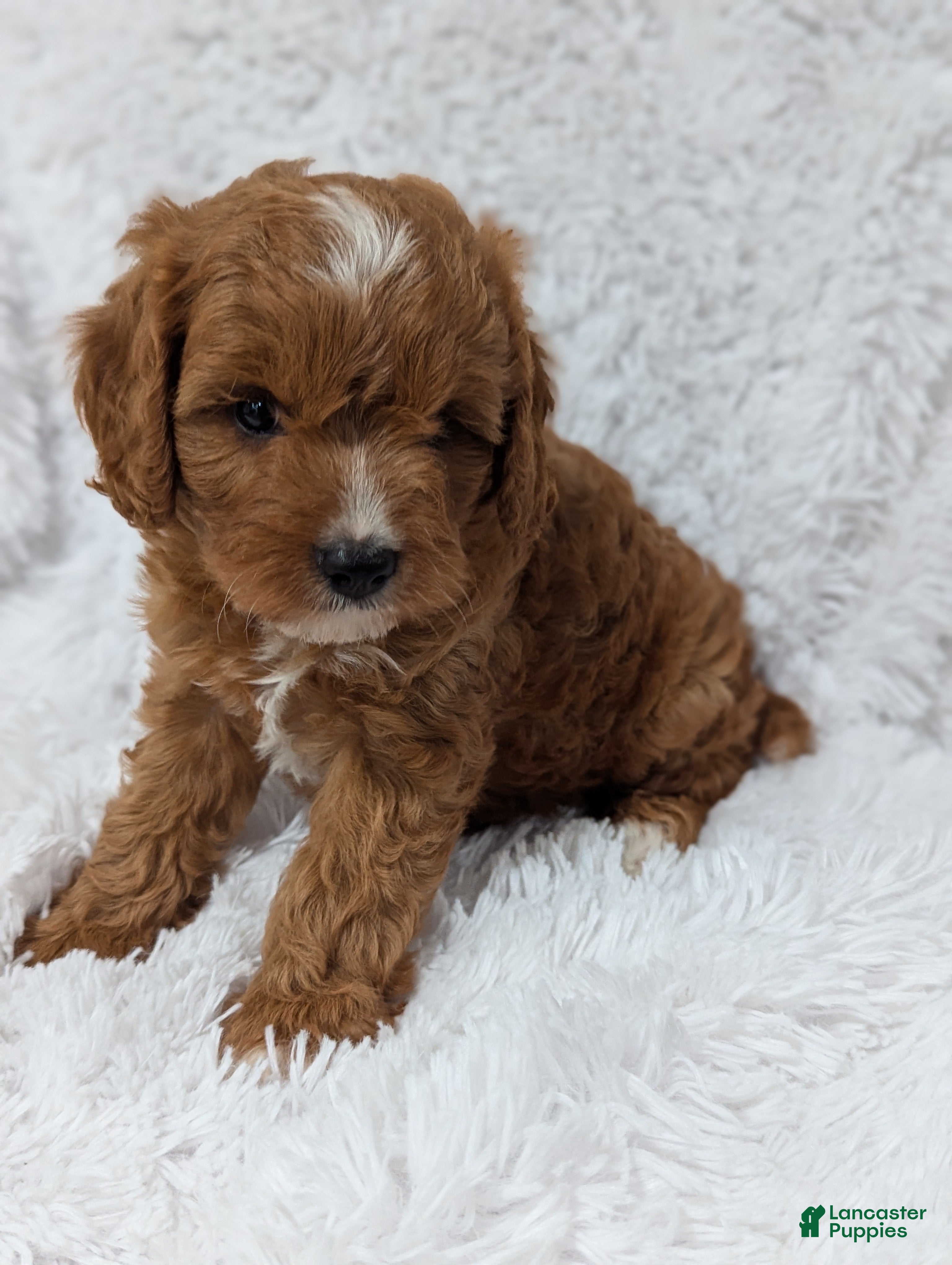 Cavapoo dogs Brady - Ad 2
