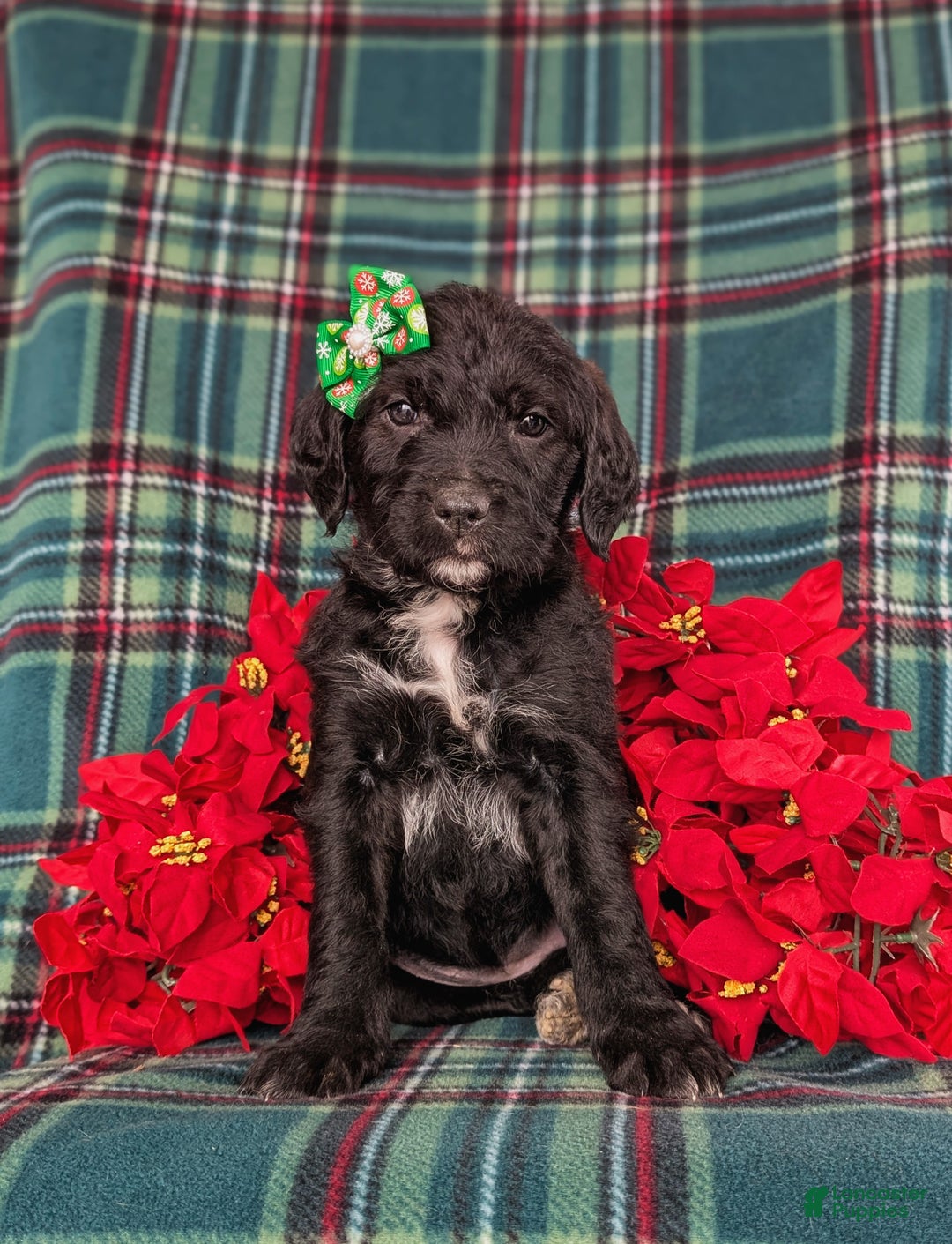 Mixed Breed dogs for sale: Bailee - Ad 2