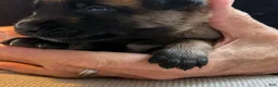 Belgian Malinois dogs for sale: Belgian Malinois Girl 3 - Ad 1