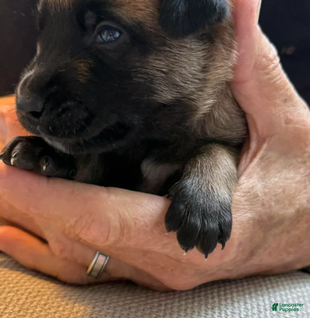Belgian Malinois dogs for sale: Belgian Malinois Girl 3 - Ad 1