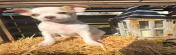 Chihuahua dogs for sale: Autumn - Ad 3