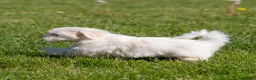 Maltese dogs for sale: Millie Maltese Puppy  - Ad 8