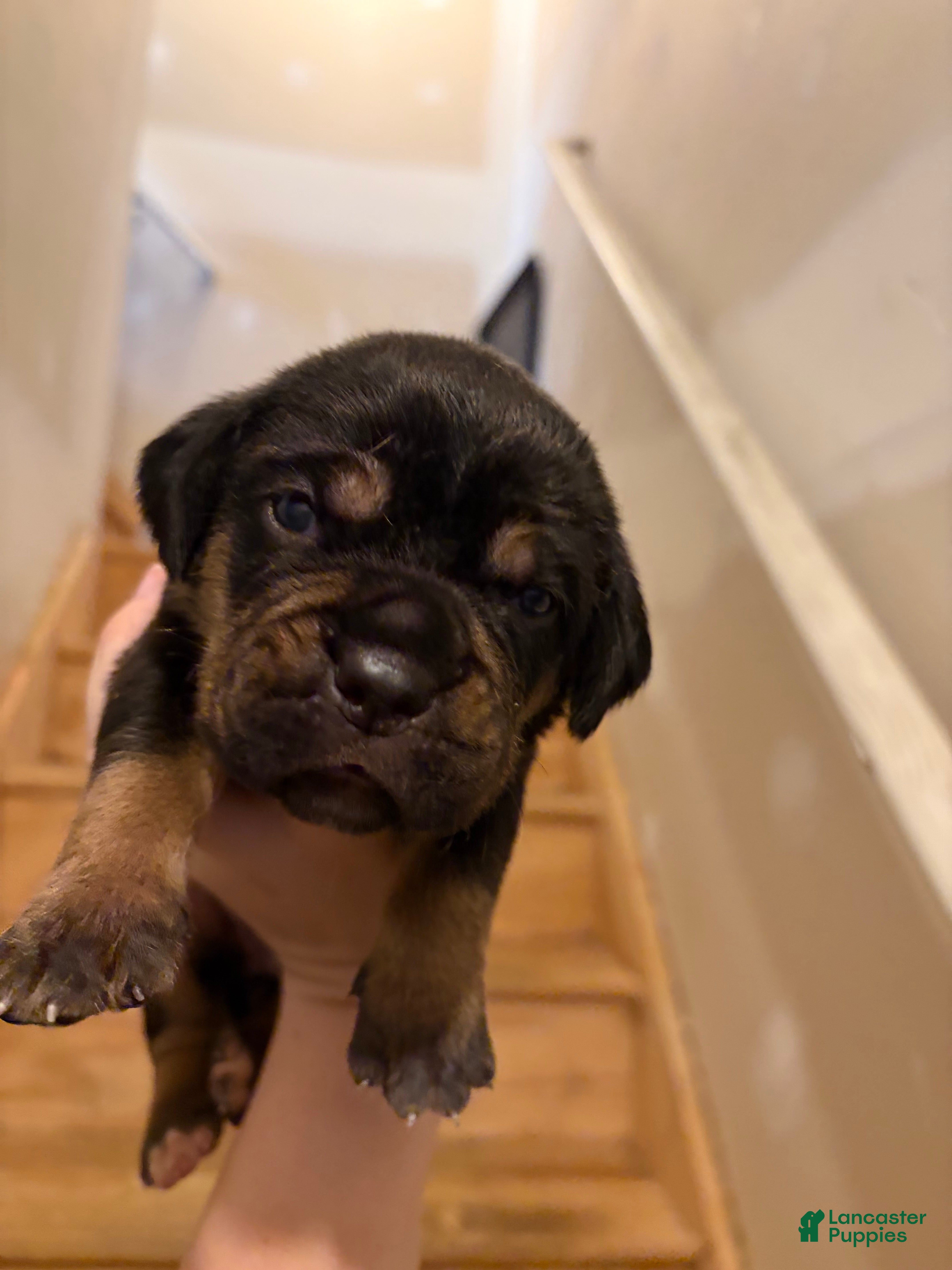 Cane Corso dogs Elena  - Ad 3