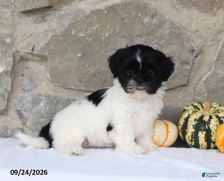 Shih Tzu dogs Patsy - Ad 1