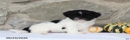 Shih Tzu dogs for sale: Patsy - Ad 1