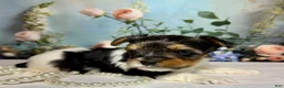 Biewer Terrier dogs for sale: Biewer Terrier Puppy 1 - Ad 6