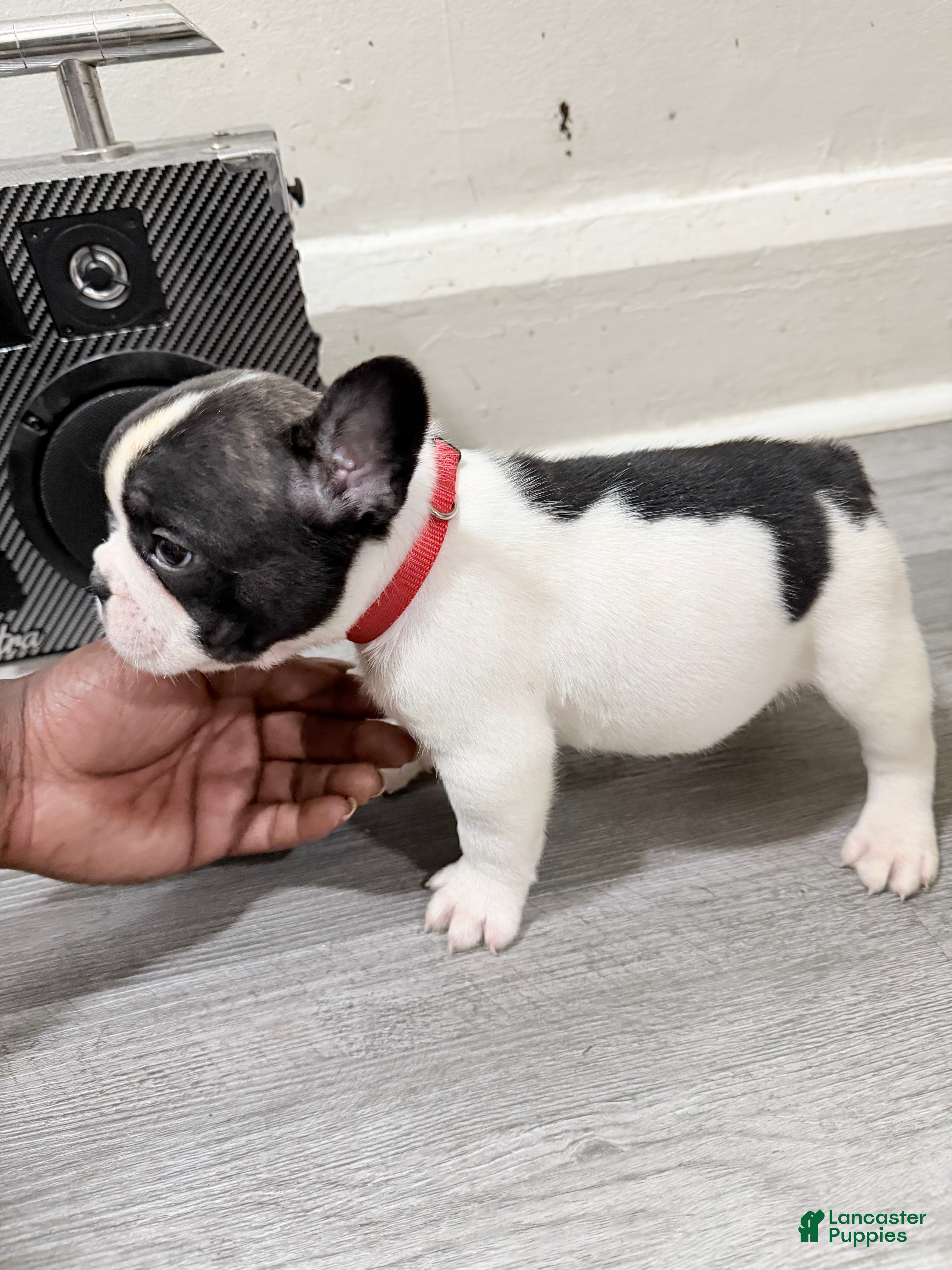 French Bulldog dogs French Bulldog 2 - Ad 2