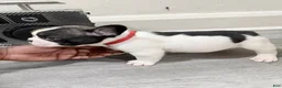 French Bulldog dogs for sale: French Bulldog 2 - Ad 2
