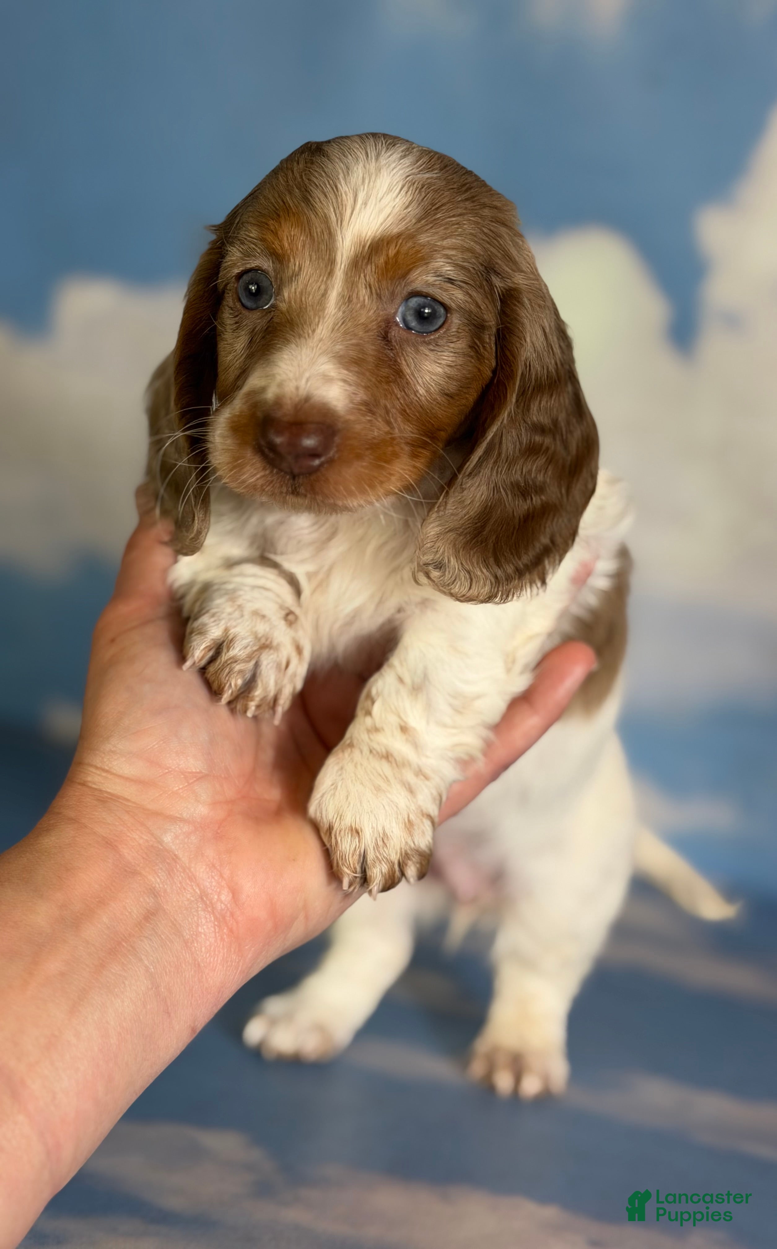 Miniature Dachshund dogs Plum Dappled LH  - Ad 2