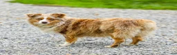 Miniature Australian Shepherd dogs for sale: Gavin - Ad 8