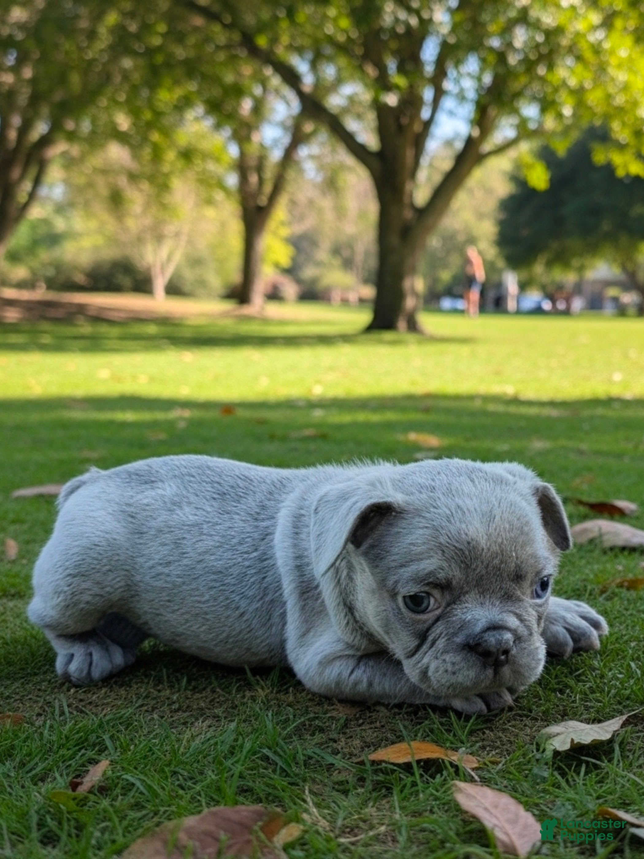 French Bulldog dogs Lila - Ad 1
