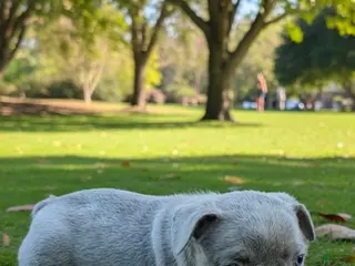 French Bulldog dogs for sale: Lila - Ad 3