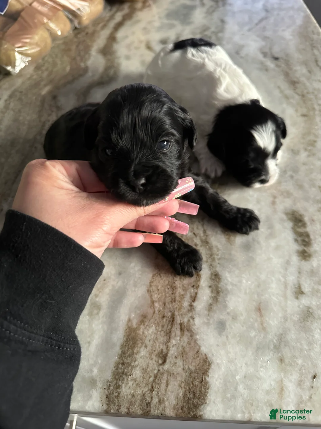 Mixed Breed dogs for sale: Mixed Breed Puppy 2 - Ad 2