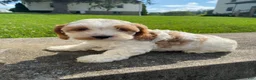 Mixed Breed dogs for sale: Ruby - Ad 8