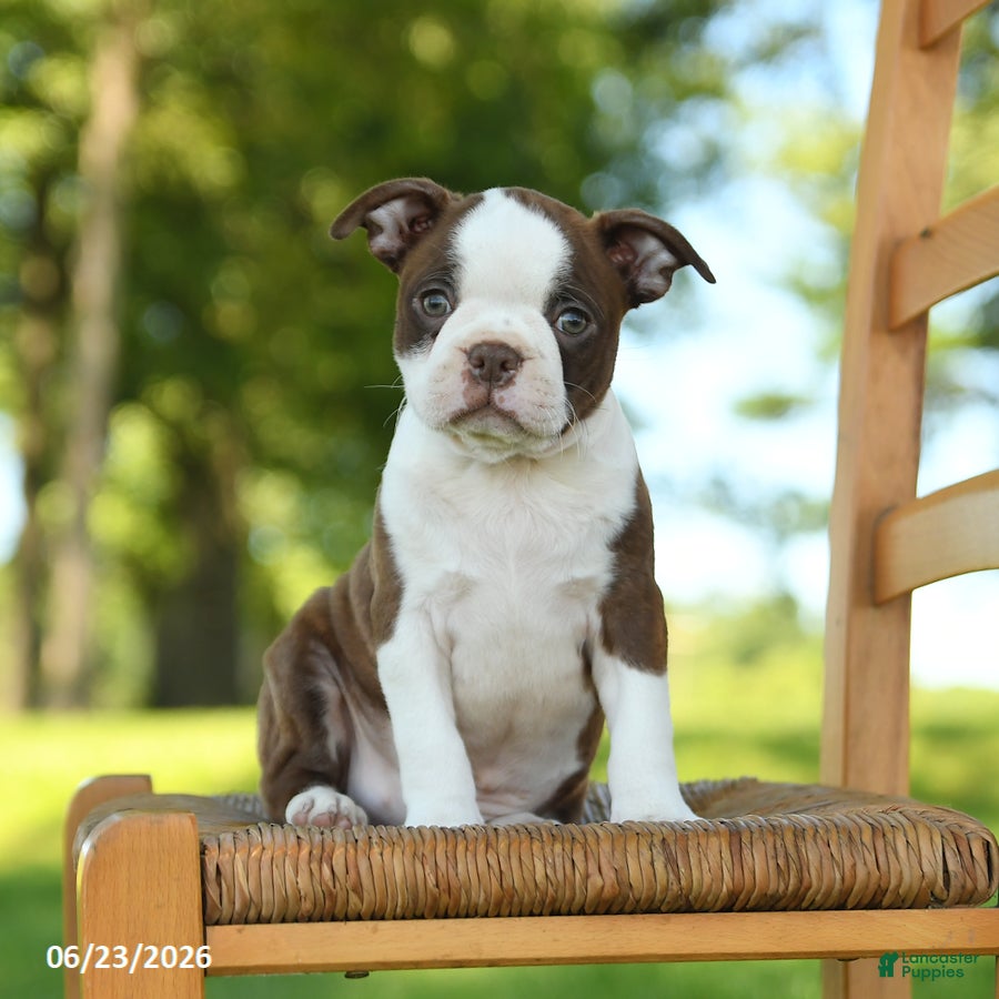 Boston Terrier dogs Terrance - Ad 1