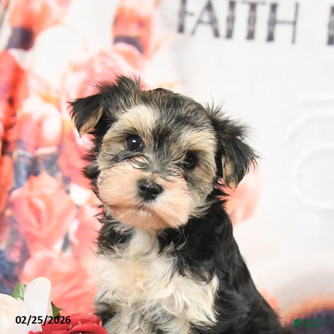 Morkie dogs for sale: Minnie - Ad 4